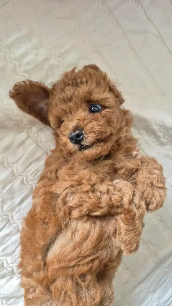 Anak anjing toy poodle 1,5 bulan