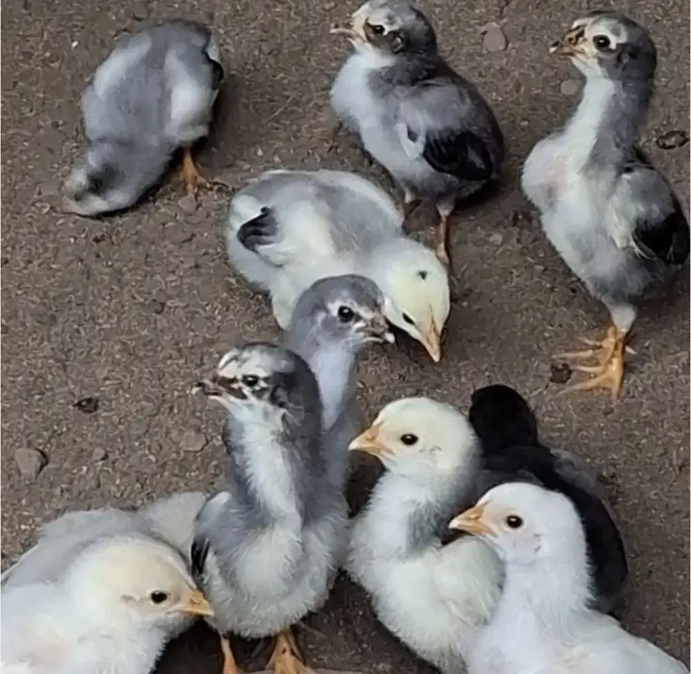 Anak Ayam Pakhoy x BK