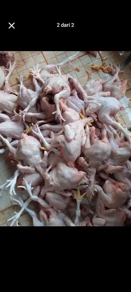 Jual Ayam potong  murah halal berkualitas