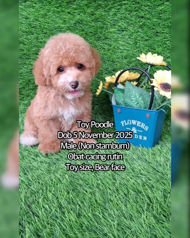 Toy Poodle Male Non Stambum Murah