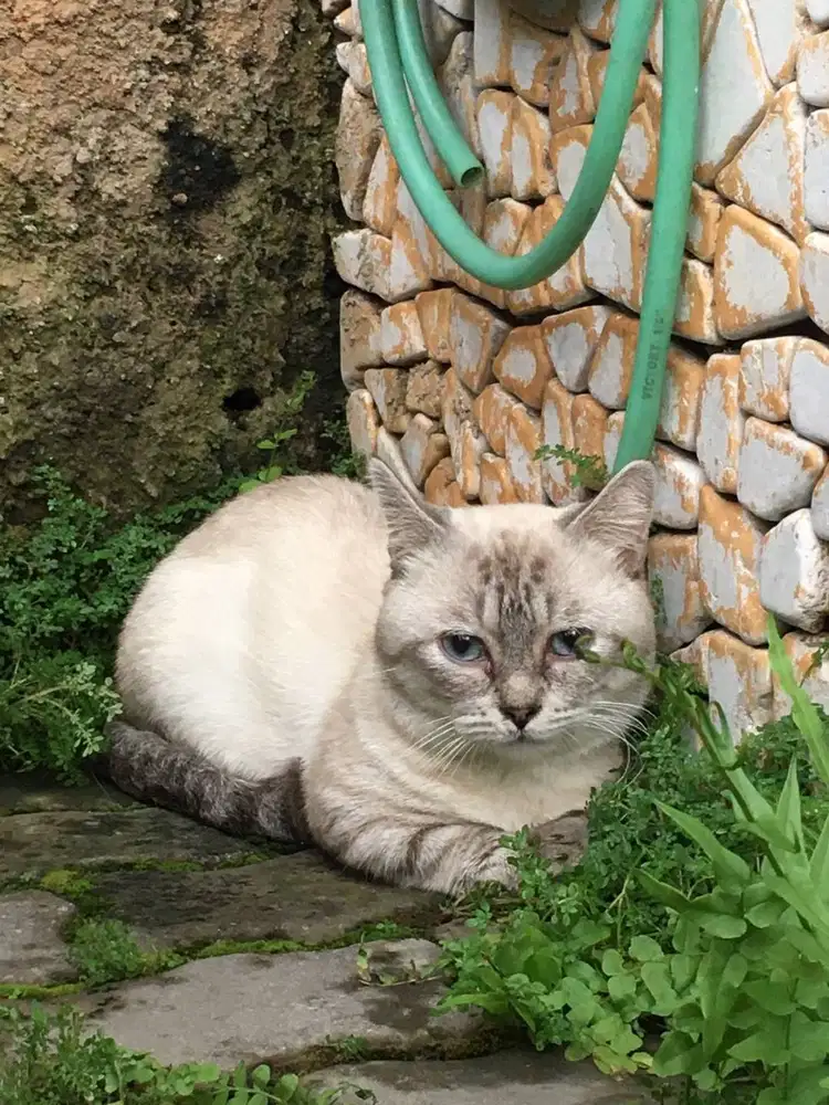 Kucing British Shorthair Munchkin