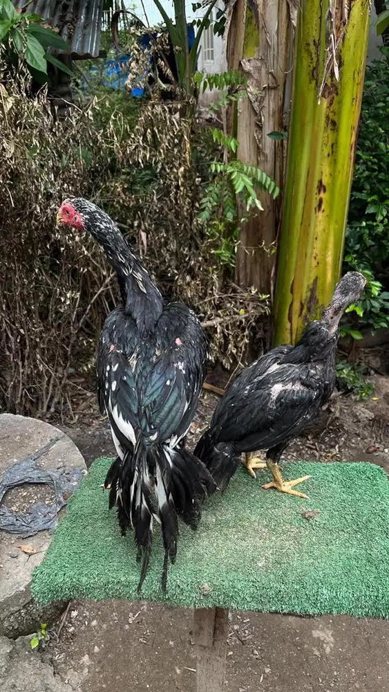 Sepasang anakan ekor lidi