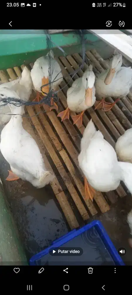 Bebek peking borongan