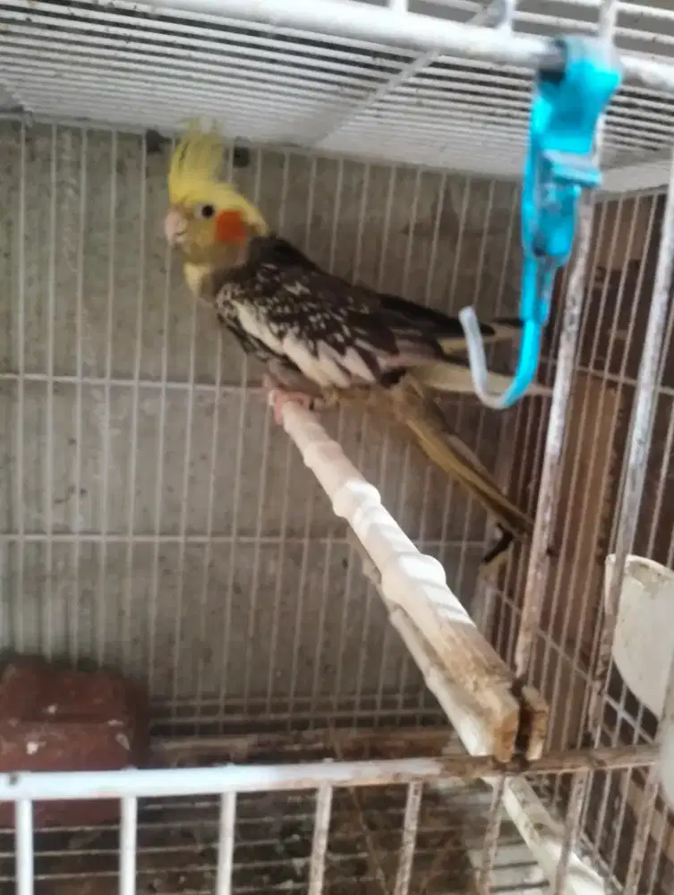 Burung falk sepasang produksi