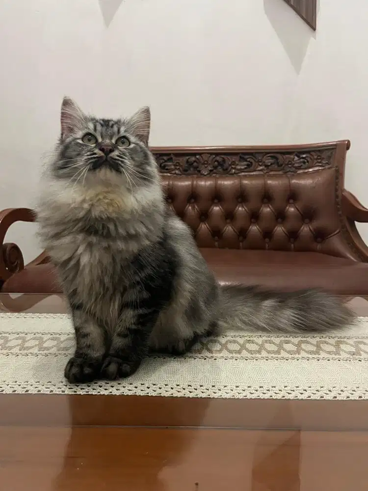 Persia x himalaya x ragdoll