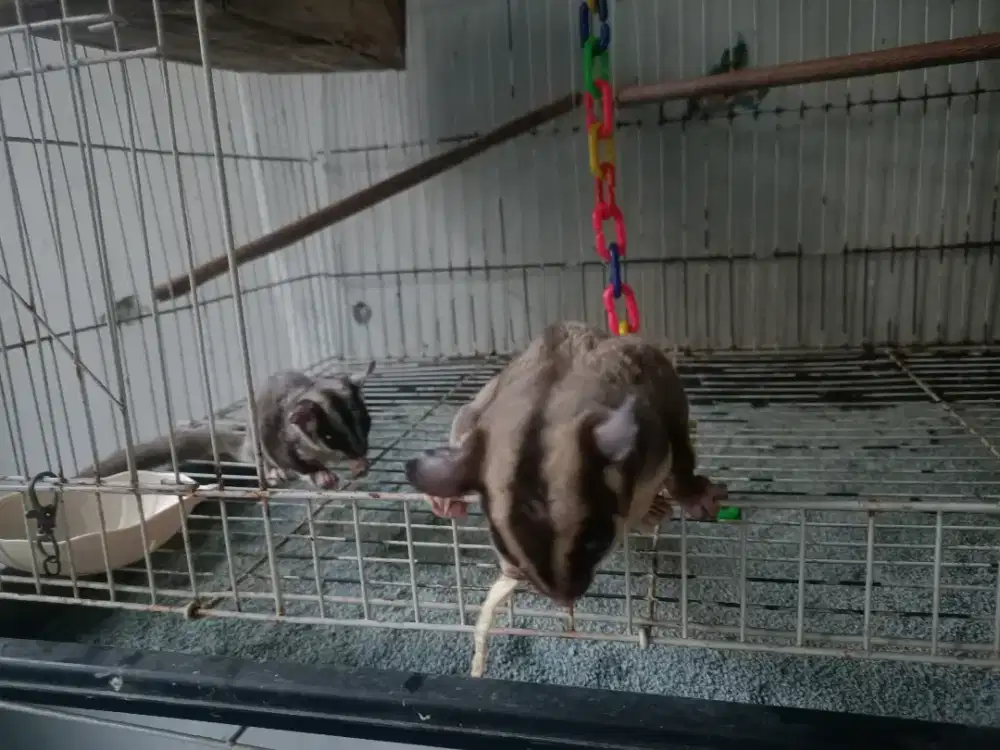 Sugar glider sepasang