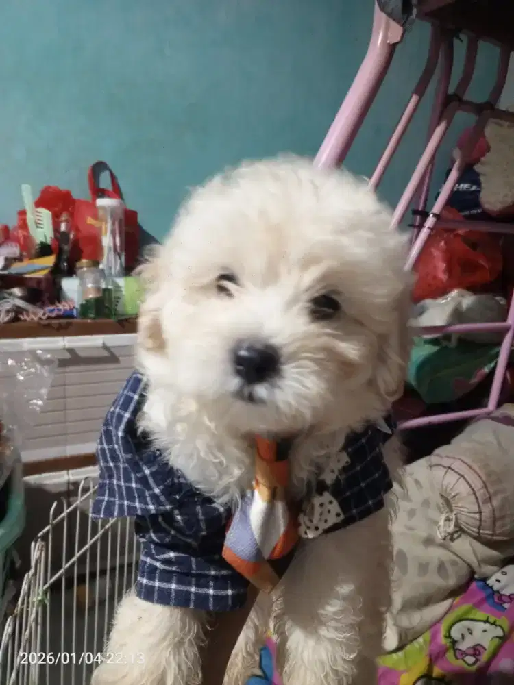 Maltipo party d cream all male sehat d vit obat cacing rutin