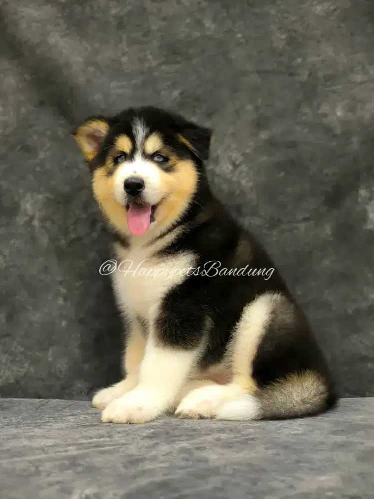 Siberian Husky Longhair Female