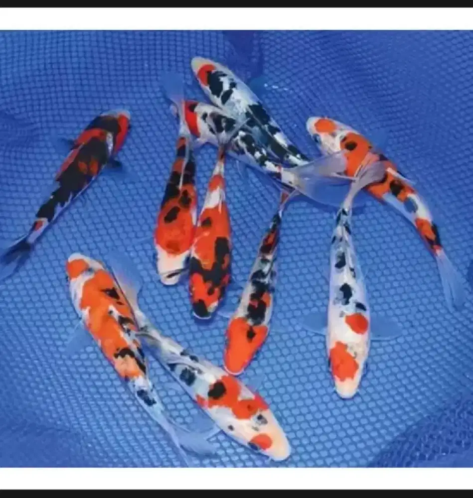 READY STOCK Koi warna Pilihan paket 50 ekor