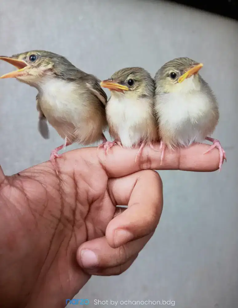 ANAKAN CENDET ,CIGUN ,PELATUK BAWANG,SRI ABU
