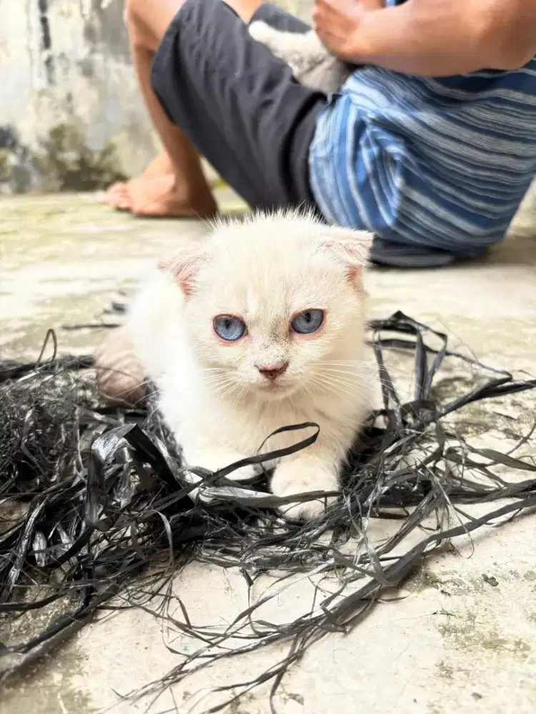 Scottish fold betina