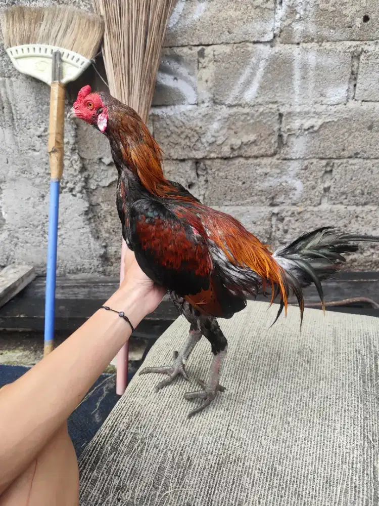 Ayam bangkok (Pama IQ) uk mini