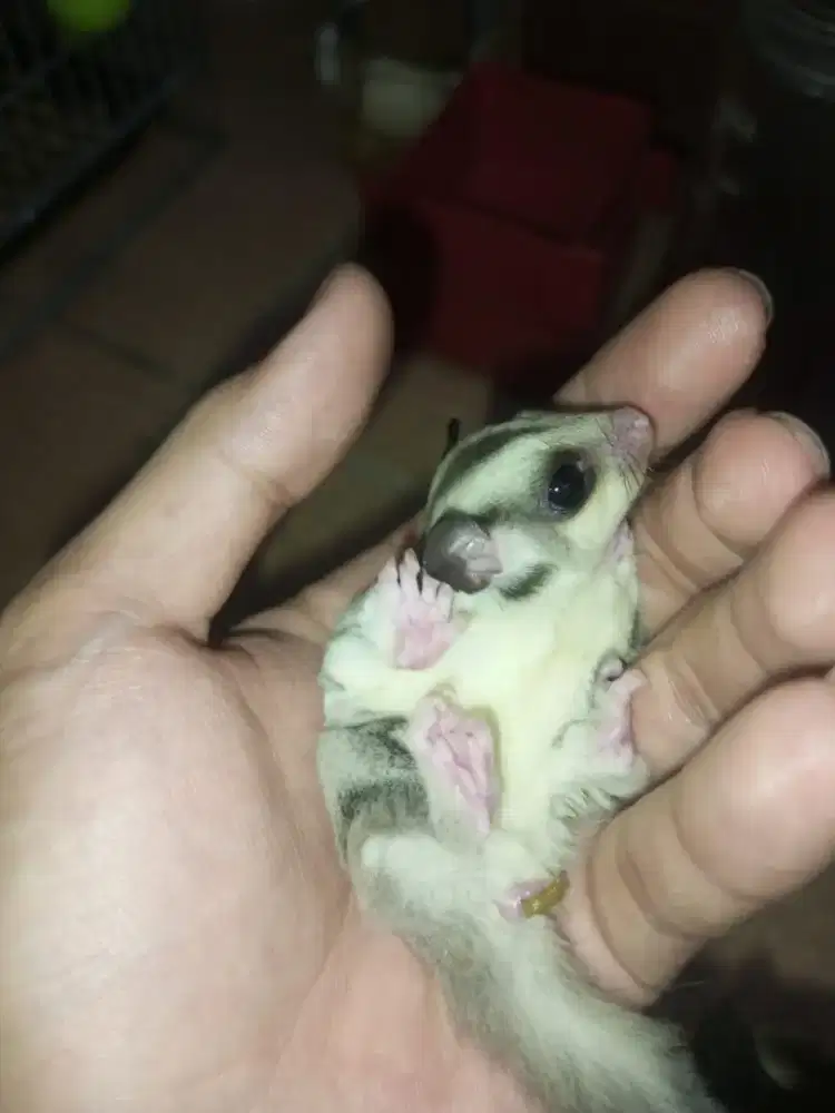 Sugar Glider Classic Gray