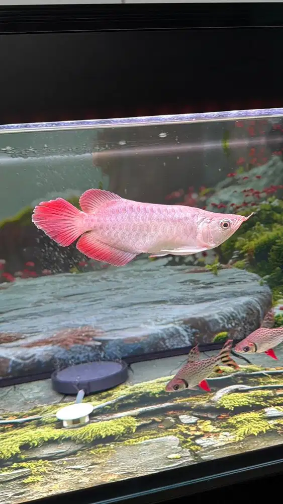 Arwana unik super red king short body