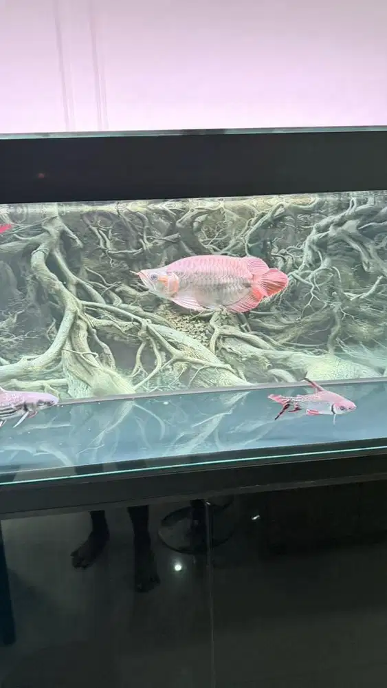 Arwana shortbody unik