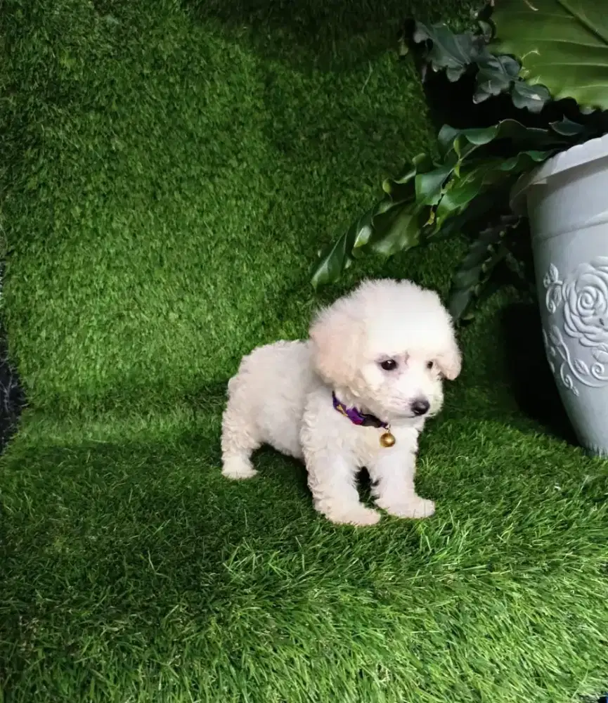 white dan apricot poodle