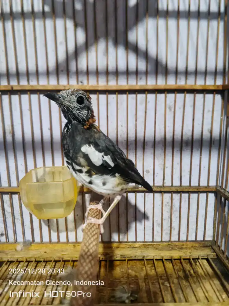 Anis kembang ring HN MLG & ring SAKURA MLG