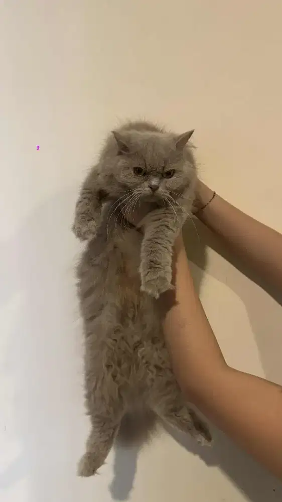 Kucing BLH betina line ped