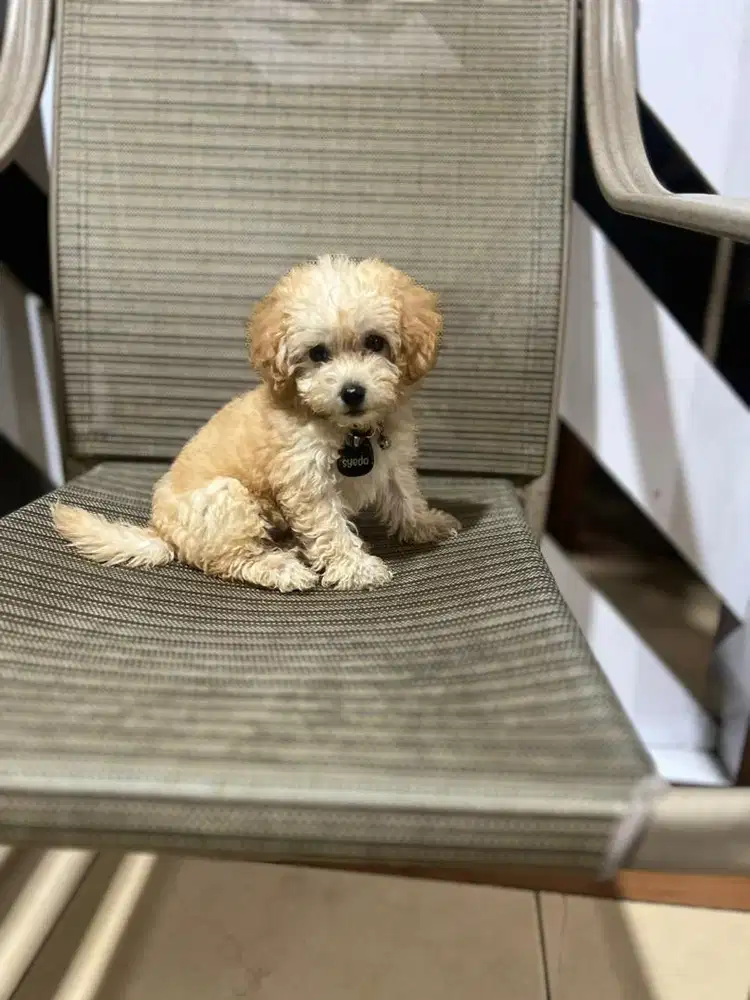 DICARI GROOMER HOUSECALL