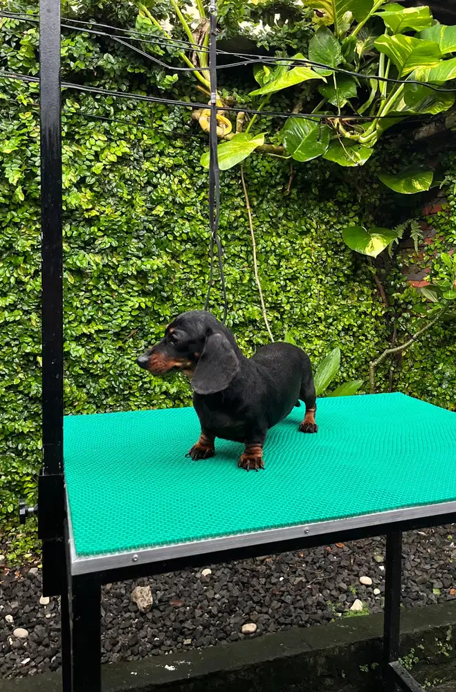 Anjing dachshund/mini tekel