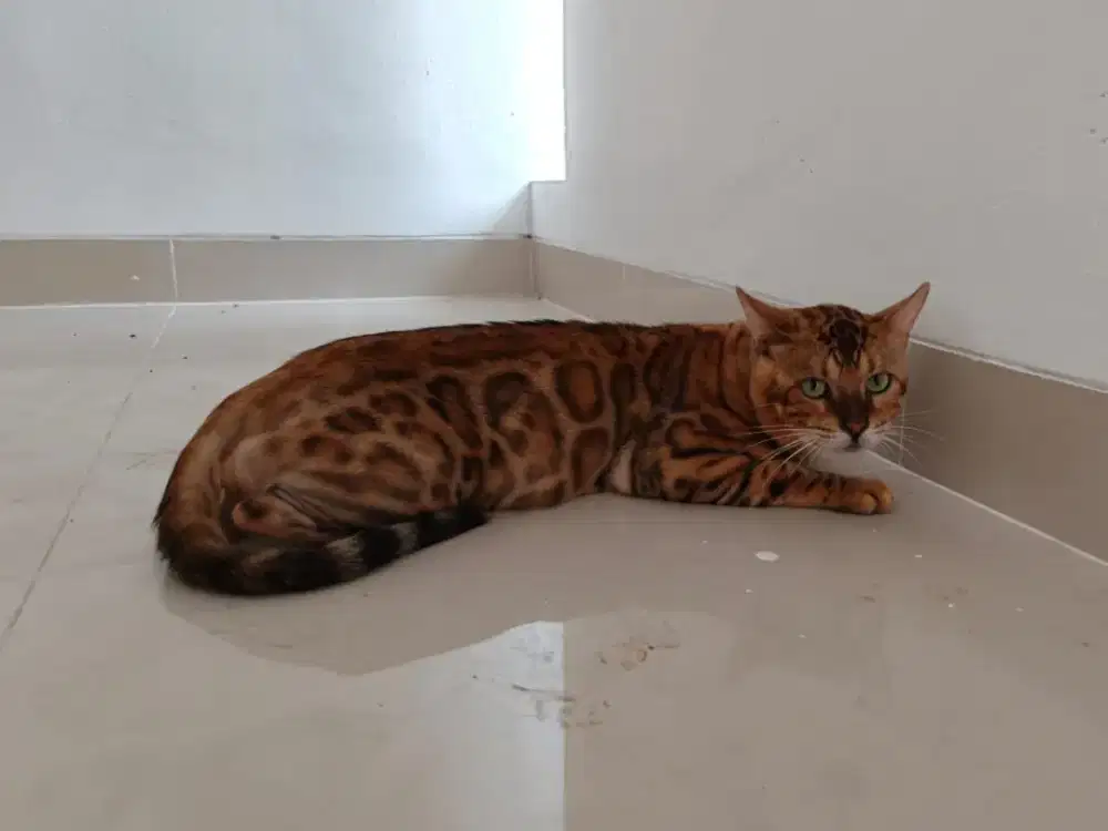 B3n9al pejantan tangguh