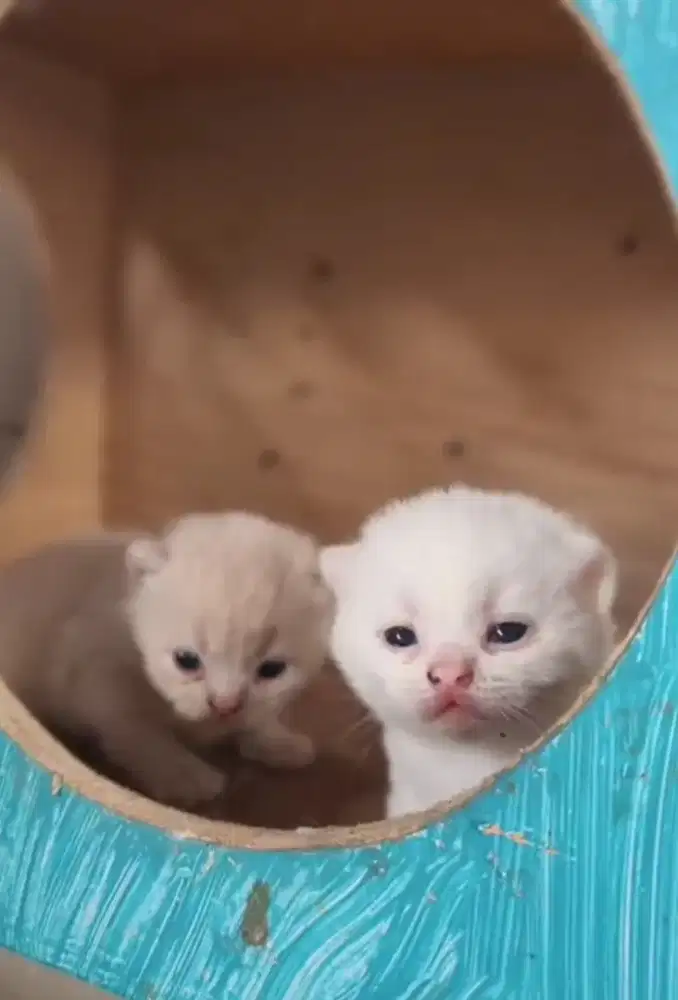 Bsh British short hair kitten