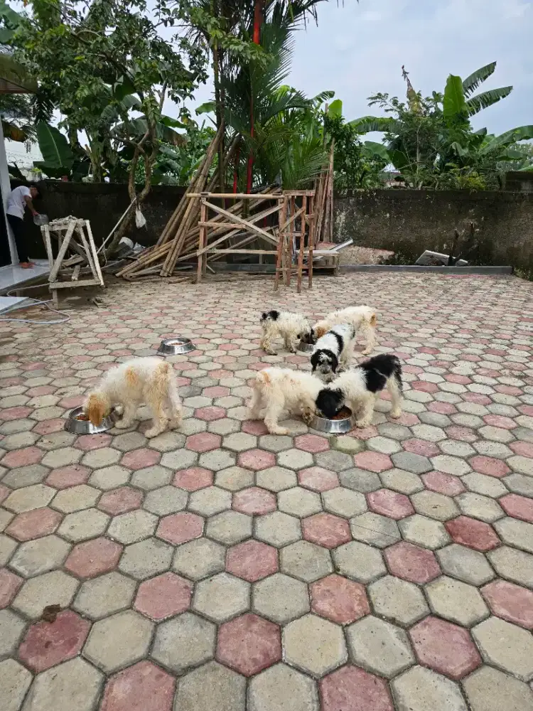 GIANT poodle jantan dan betina