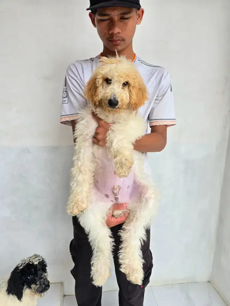 GIANT poodle jantan dan betina