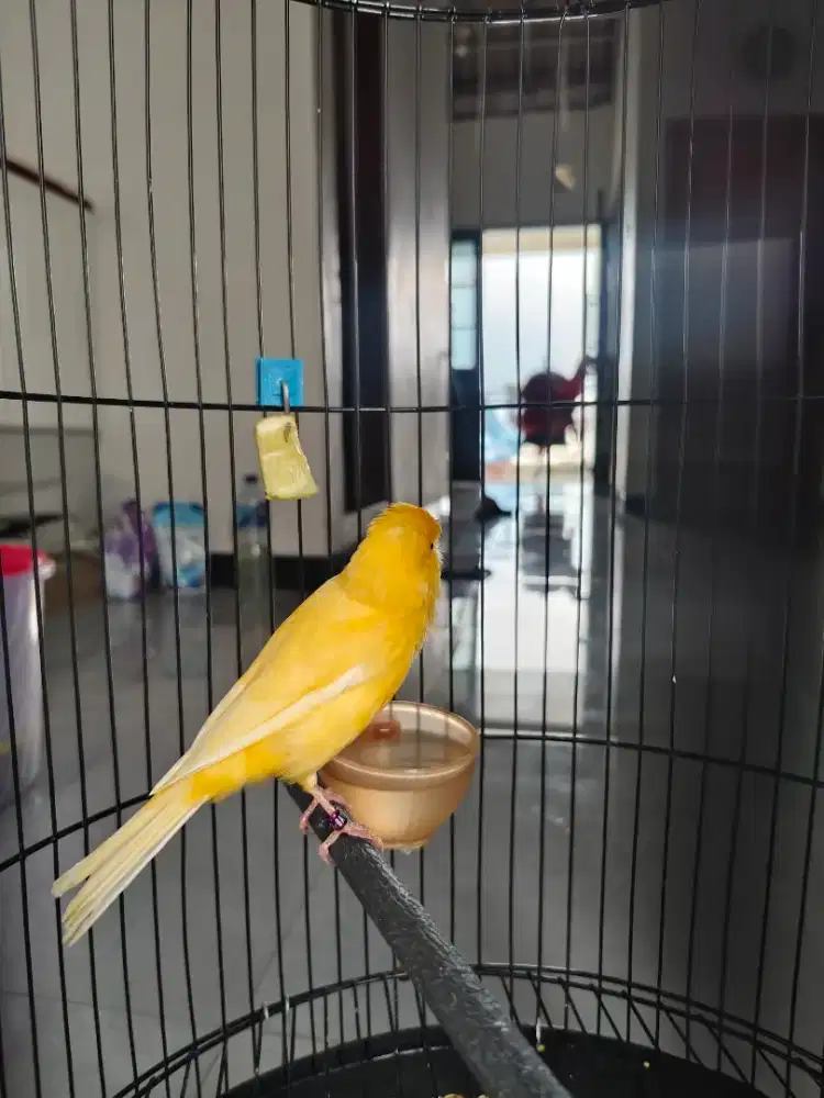 Kenari af gacor warna sunkis