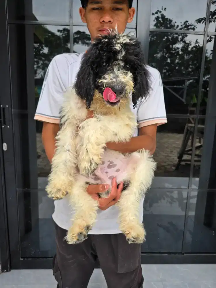 Giant poodle jantan & betina FREE ONGKIR