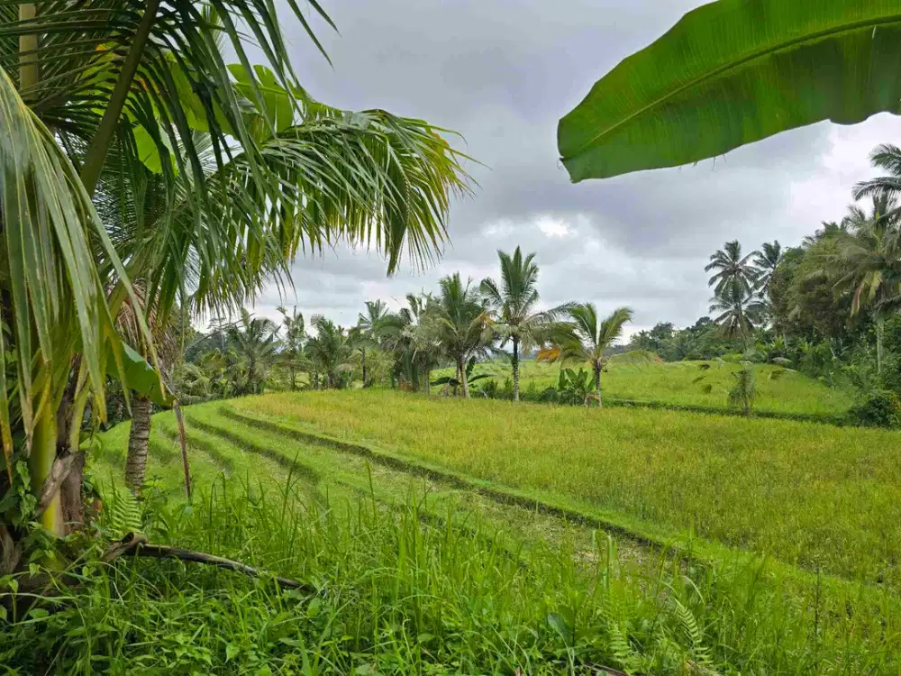 Dijual tanah view sawah. gunung .lembah dan los sungai di tabanan bali