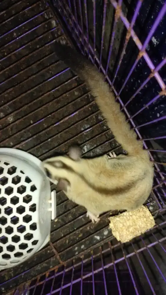 Sugar glider Platinum Jantan