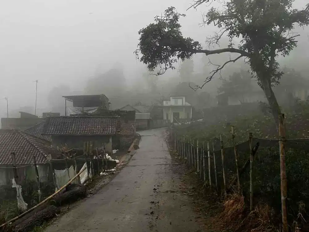 Jual Kebun Kopi Arabica Garut Akses Mobil Bagus