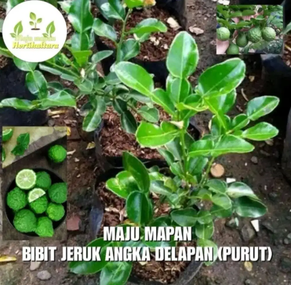 1KG MUAT 2 PCS

BARANG SUPER, MANTUL POOLLLL

Hasil okulasi mata tunas