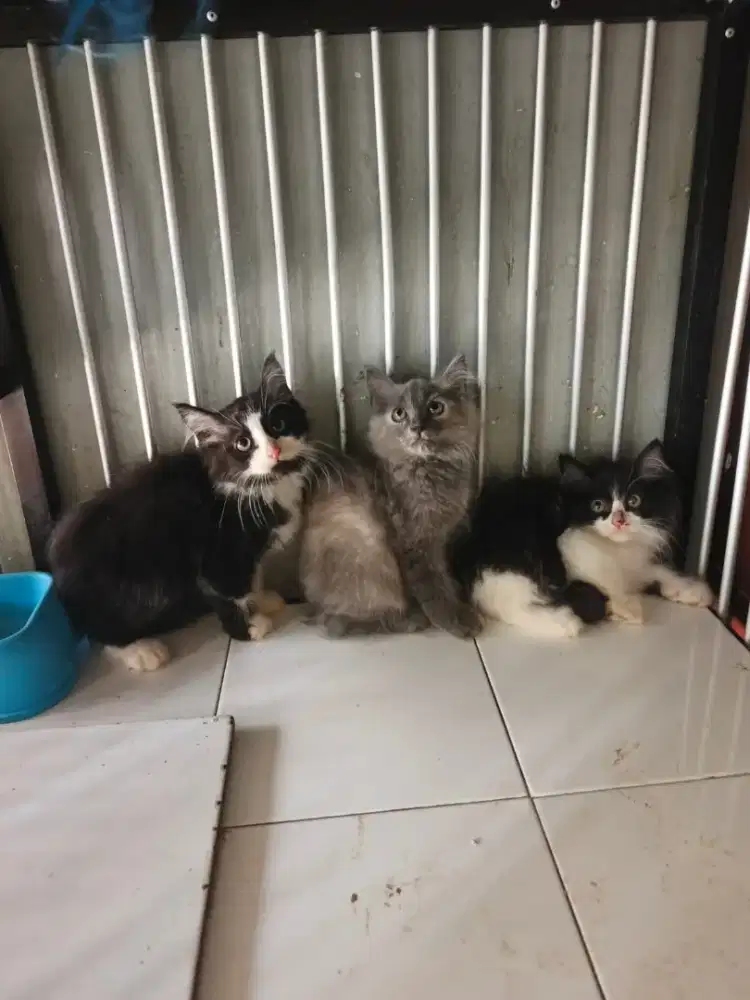 Persia jantan-betina 2,5 bulan