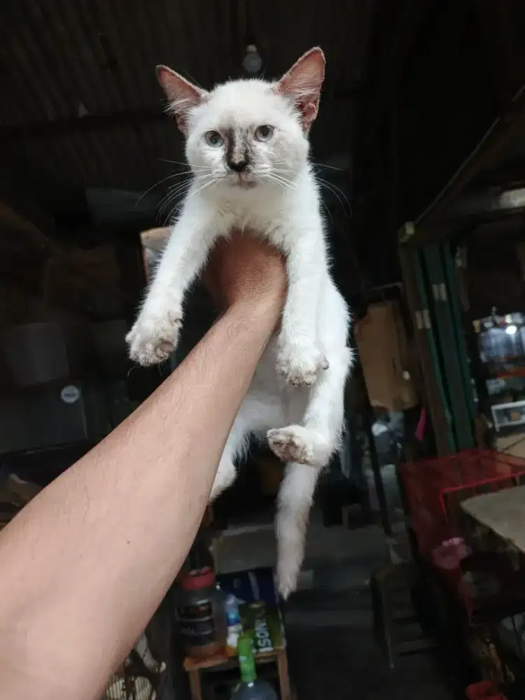 Kitten seal point 2,5 bulan