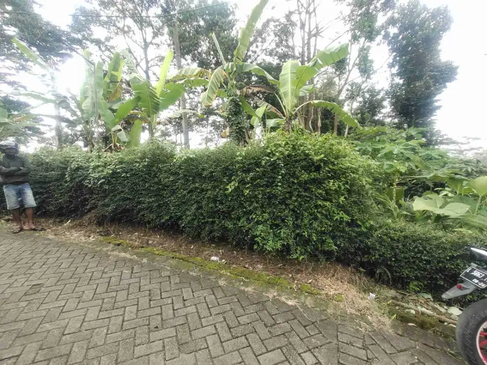 tanah pekarangan trawas ada pohon duriannya