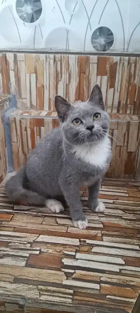 Kucing BSH jantan