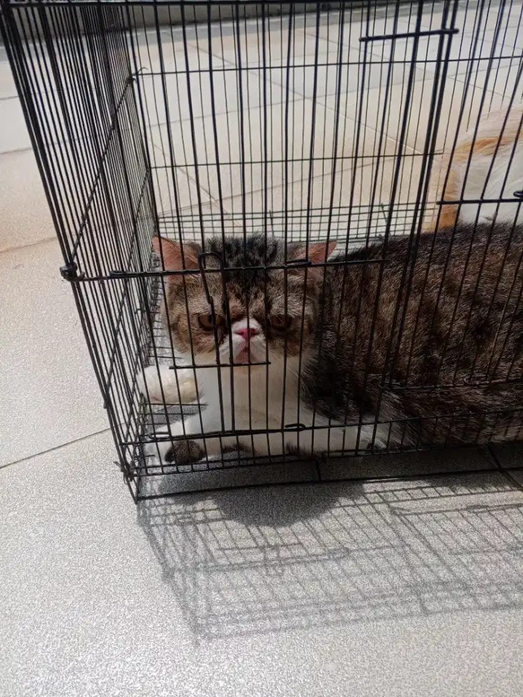 indukan peknose sepasang