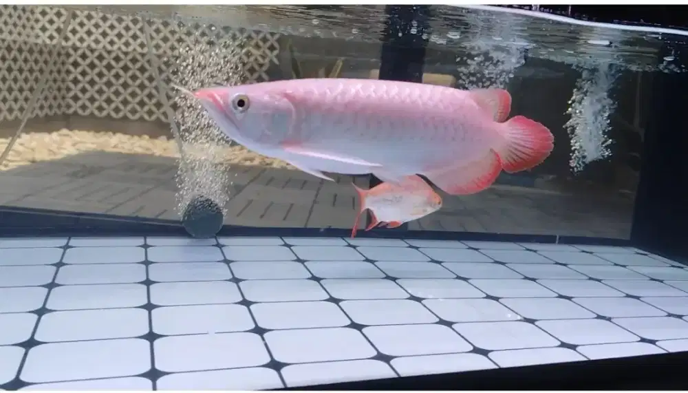 Arowana SR 28-30 cm