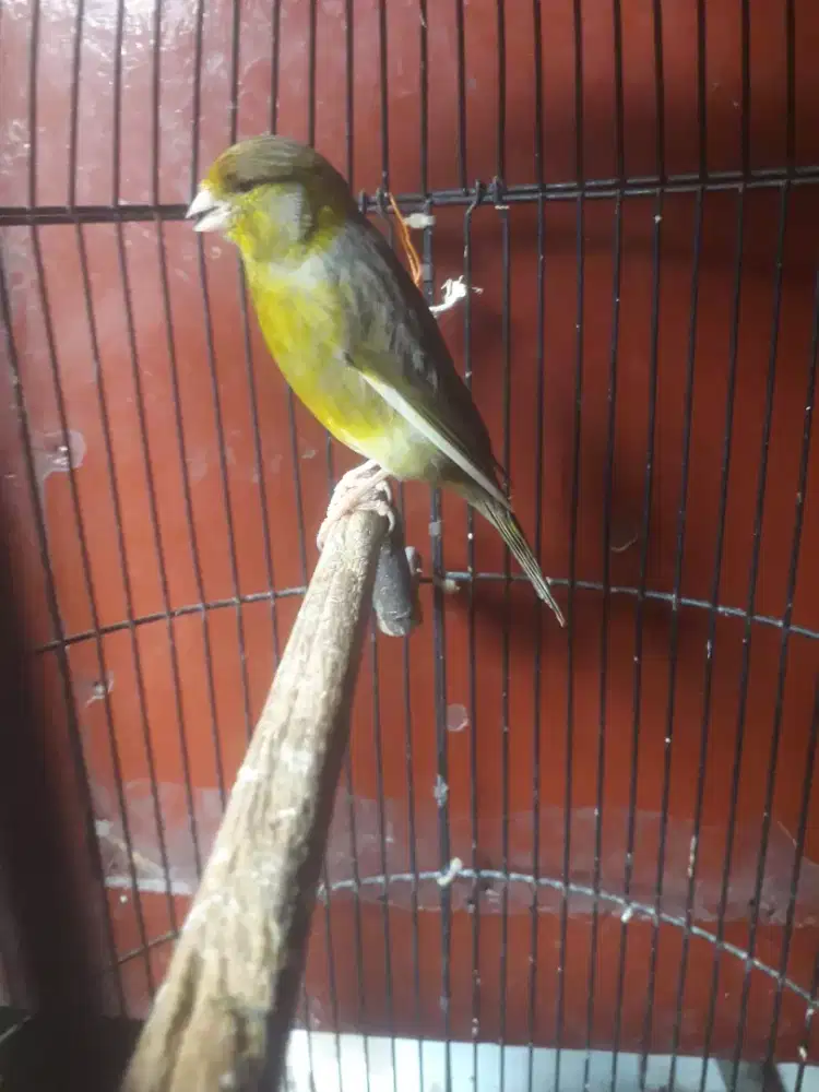 kenari afs body big se f1 gacor