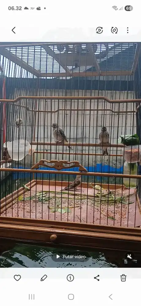 Paud burung blactroot