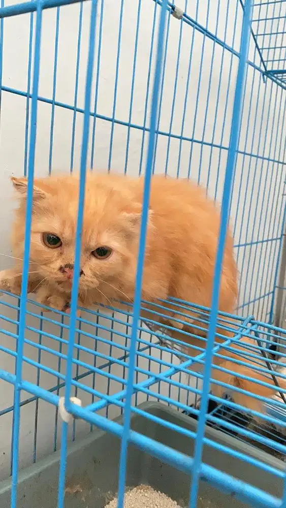 Kucing persia kitten