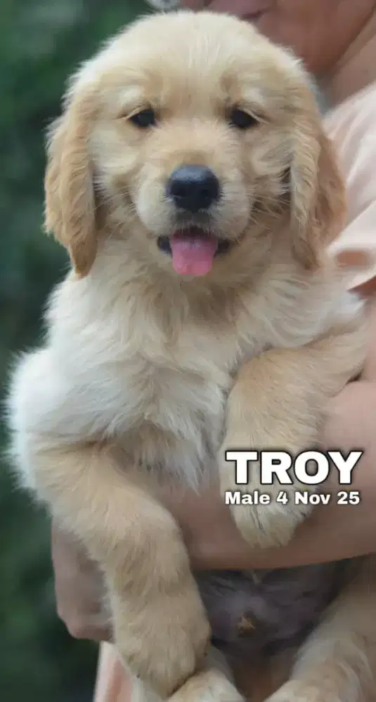 Golden retriever jantan •TROY•