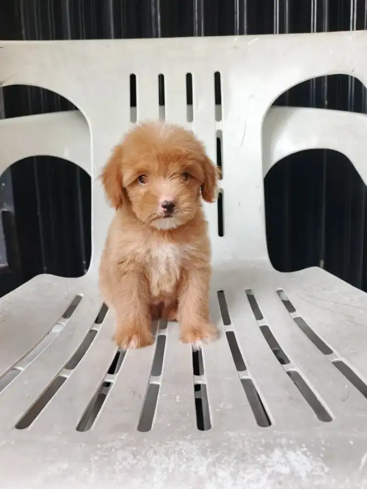 MALTIPOO / MALTESE MIX POODLE