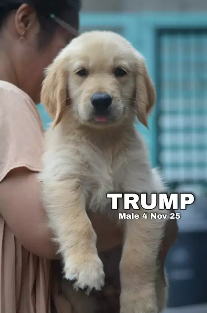 Golden retriever jantan •TRUMP•