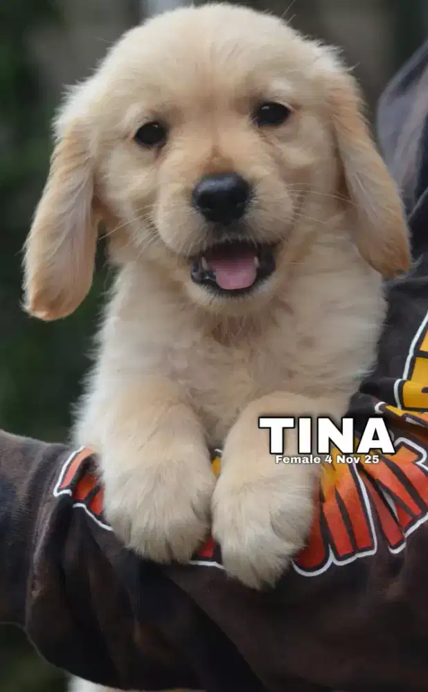 Golden retriever betina •TINA•
