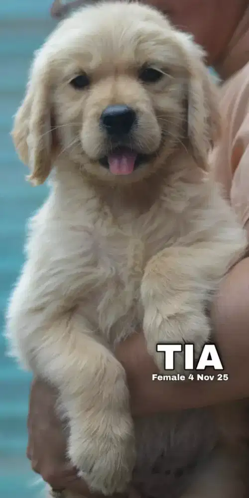 Golden retriever betina •TIA•