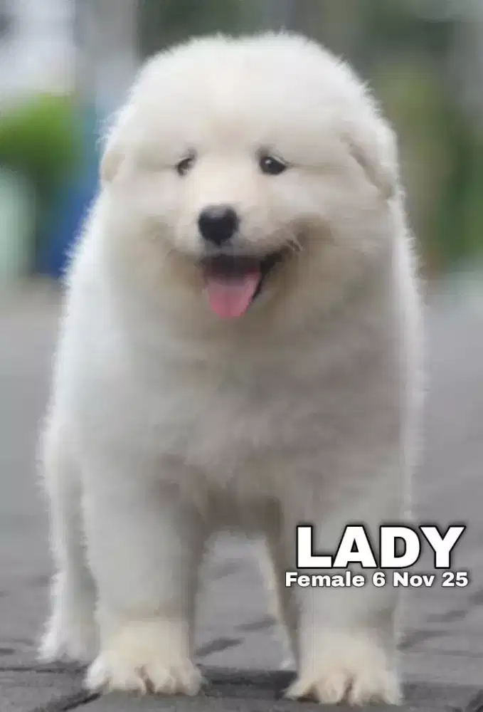 Samoyed betina •LADY•