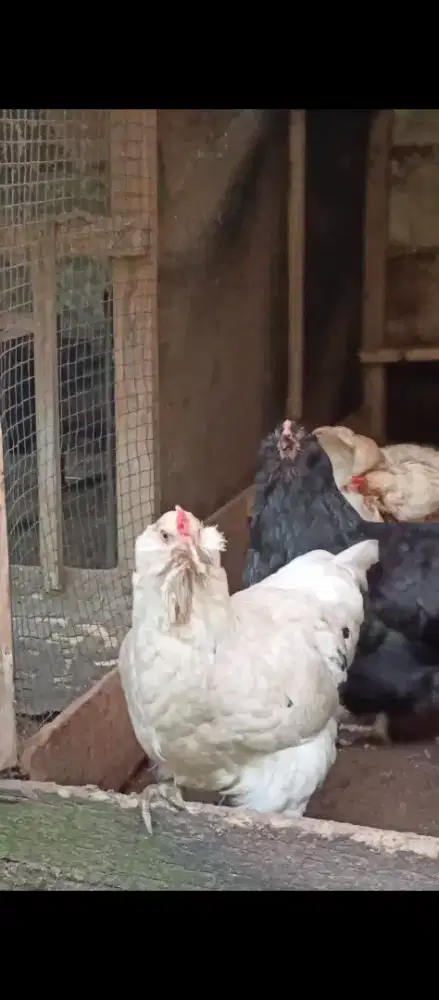 Telur Tetas Ayam Petelur / Hias Ameraucana  Cangkang Hijau/Biru